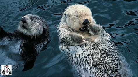 otter youtube|cute otters.